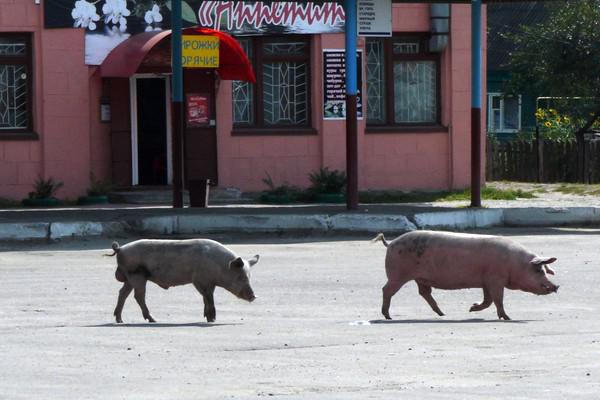 Со свиньями в Почепе можно встретиться не только на автовокзале…