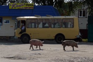 Прибывающих в Почеп на местном автовокзале встречают… свиньи
