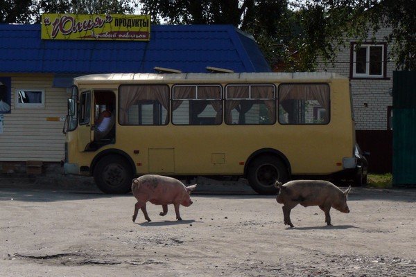 Прибывающих в Почеп на местном автовокзале встречают… свиньи