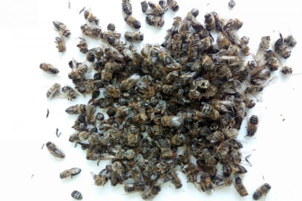 Погибшие пчёлы (фото: Управление ветеринарии Брянской области)